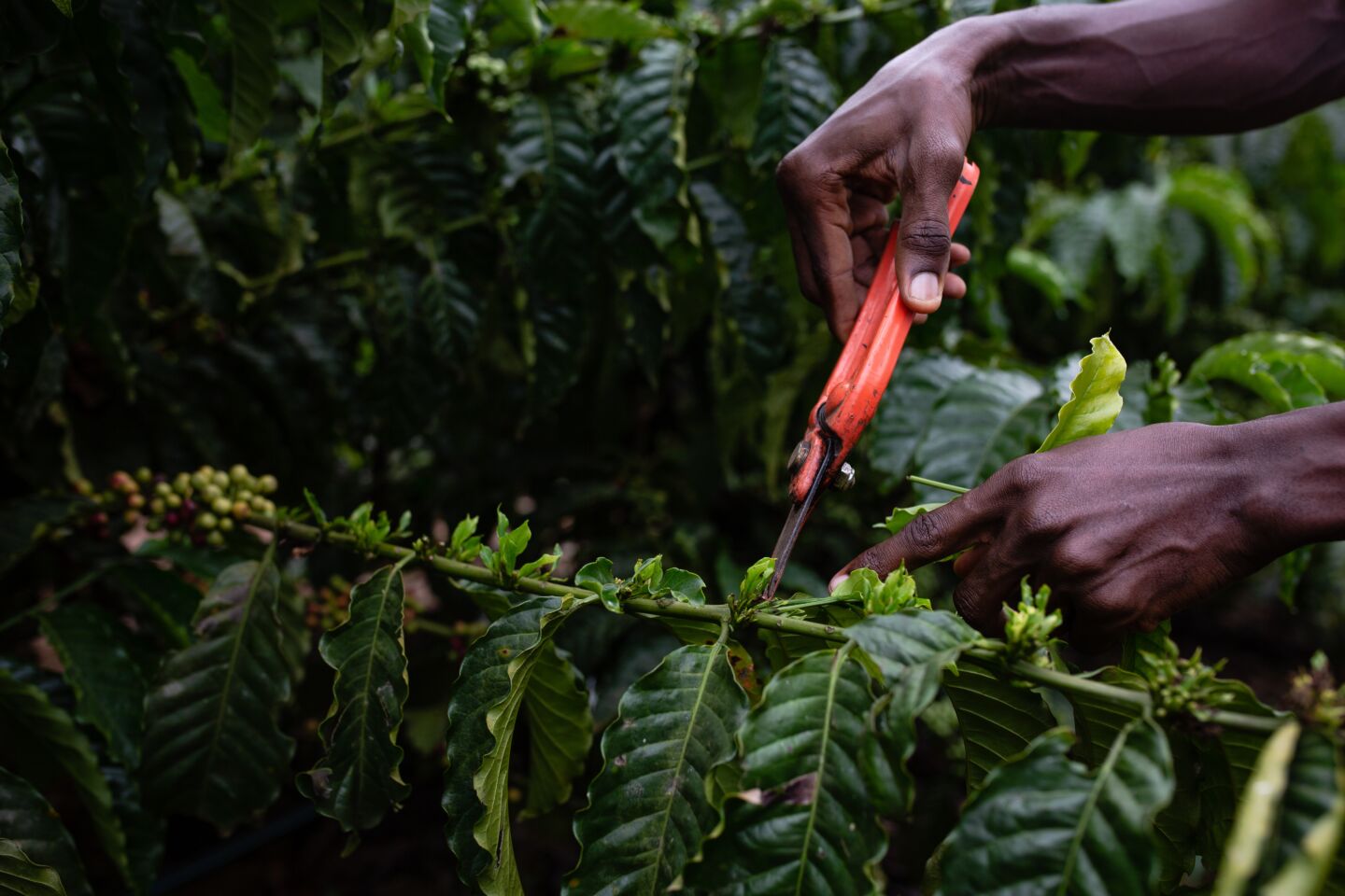Uganda Global Coffee Platform