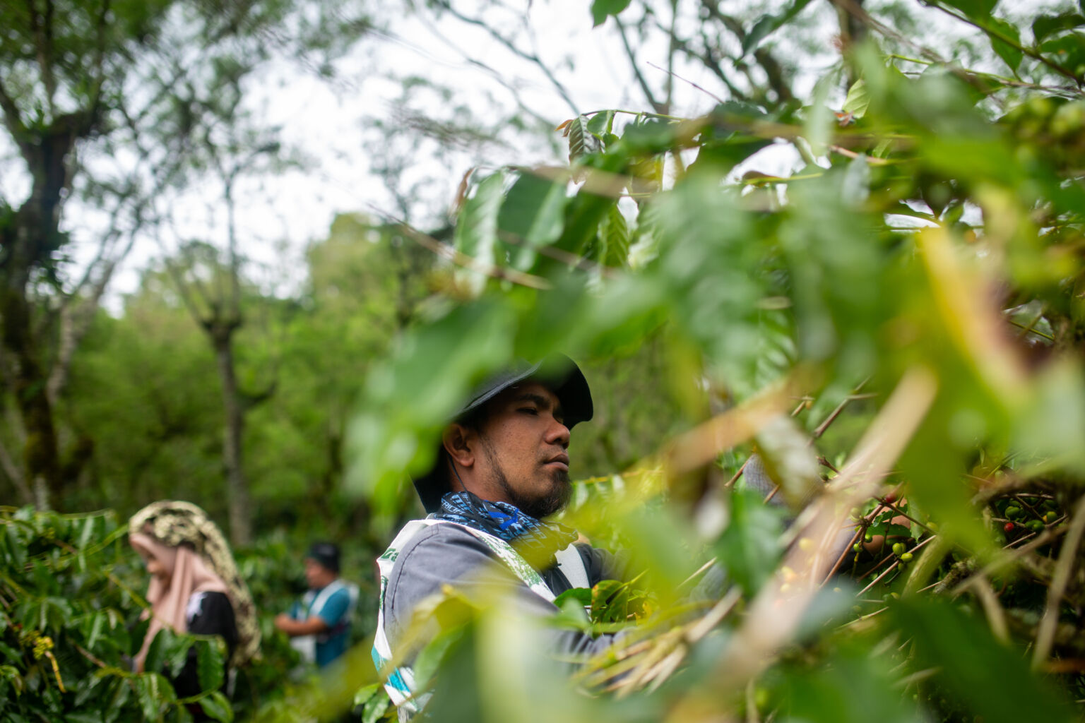 Sustainable Coffee Purchases Report 2023 Global Coffee Platform Sustainable coffee purchases report 2023 global coffee platform